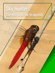 Sky Hunters - The World of Dragonfly - Sky Hunters - The World of Dragonfly (2010)